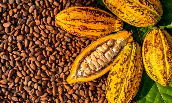 Le cacao camerounais : une success story gourmande